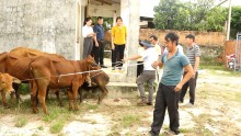 Hỗ Trợ Nuôi Bò Sinh Sản – Mô Hình Giảm Nghèo Hiệu Quả