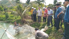 Nuôi Tôm Càng Xanh Trong Ao Đất