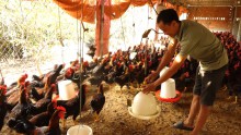 Chủ động phòng chống dịch cúm gia cầm