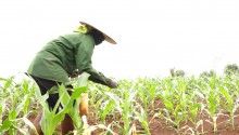 Huyện Cư Jút: Triển khai Kế hoạch sản xuất vụ Hè thu 2023