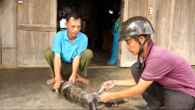 Triển khai tiêm phòng vắc xin dại trên chó, mèo