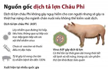 Bệnh dịch tả lợn Châu Phi