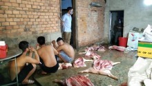 Bắt Giữ Một Vụ Vận Chuyển, Giết Mổ Lợn Bệnh