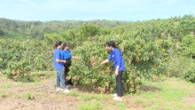 Nhiều mô hình kinh tế điển hình trong đoàn viên thanh niên ở xã Đắk Wil