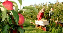 Thông báo tuyển chọn lao động đi làm việc tại Australia trong ngành nông nghiệp