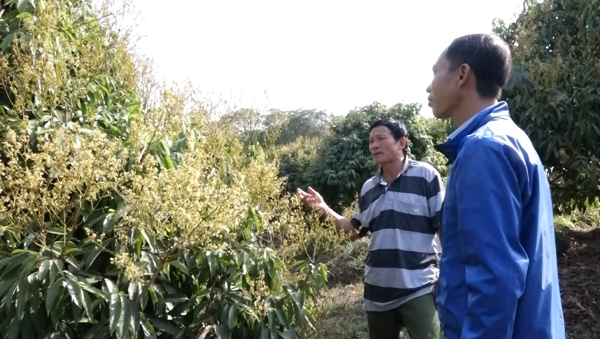 vai thieu 1
