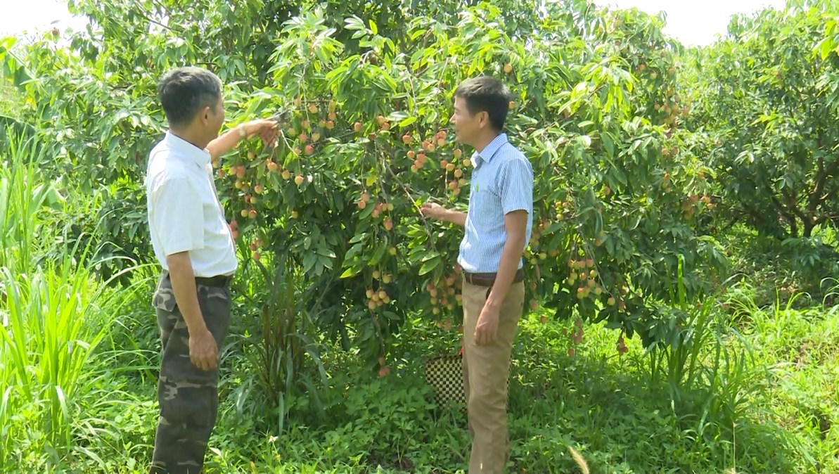 vai thieu