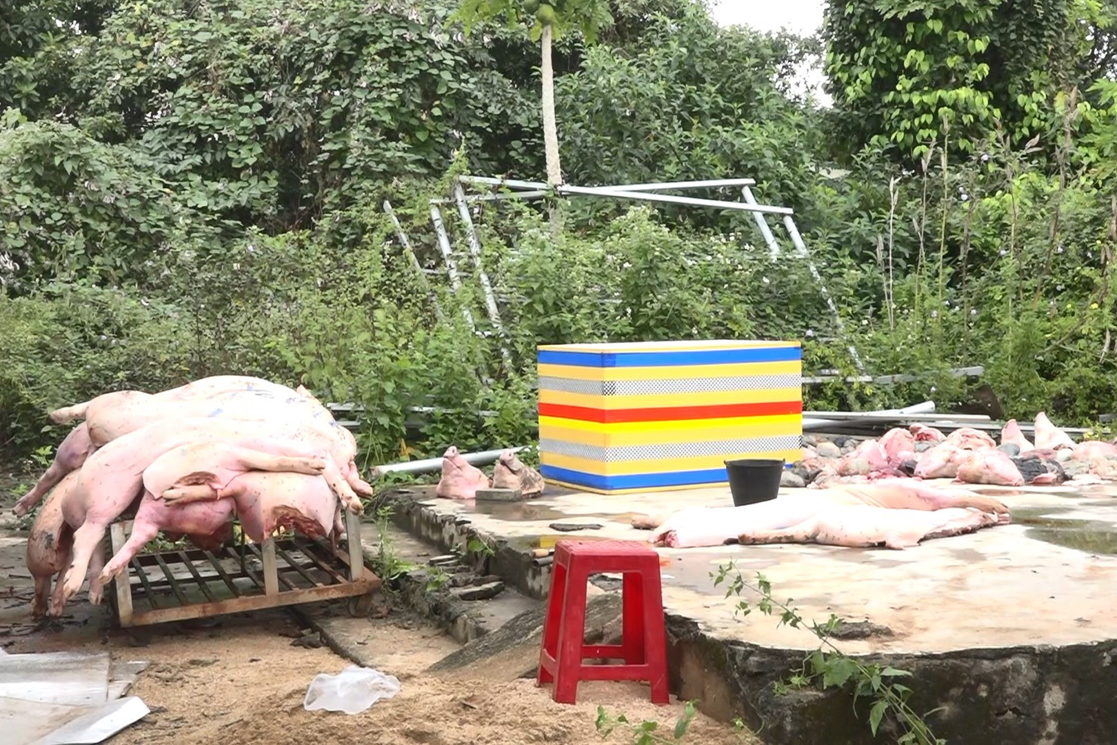 gan 14 tan thit va noi tang heo dang trong qua trinh phan huy nang tai xa nam dong